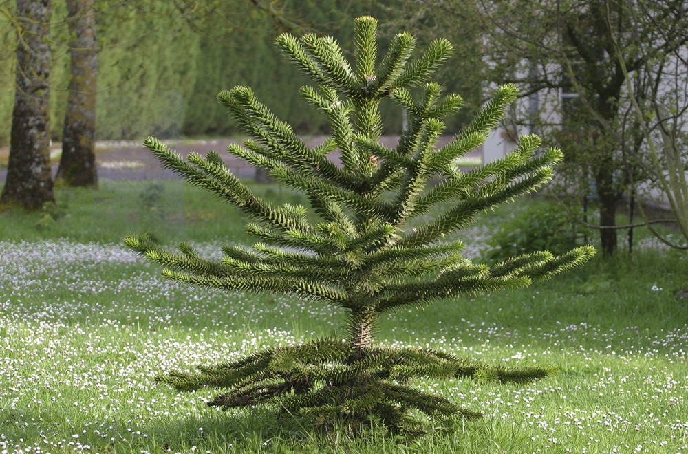 Parc de la Brune