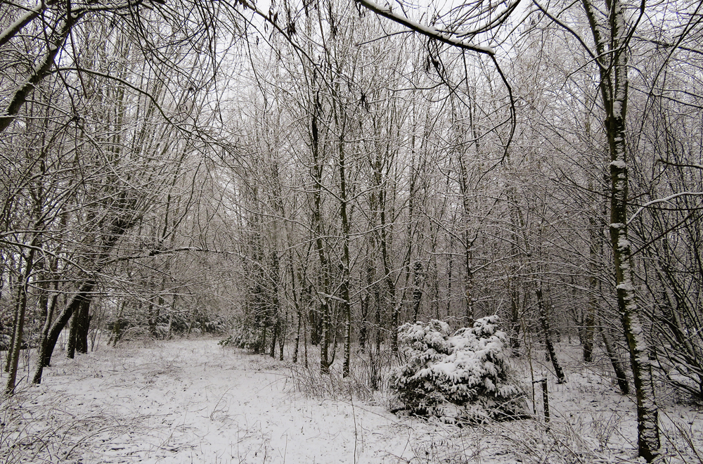 Parc de la Brune